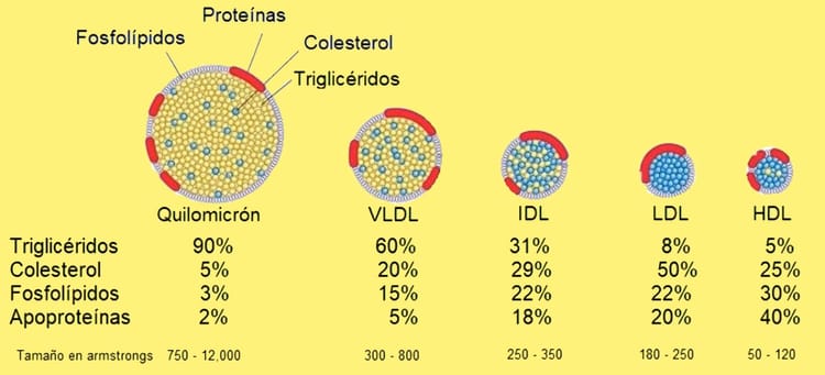 #3. Colesterol. Entiende el papel del colesterol en tu salud